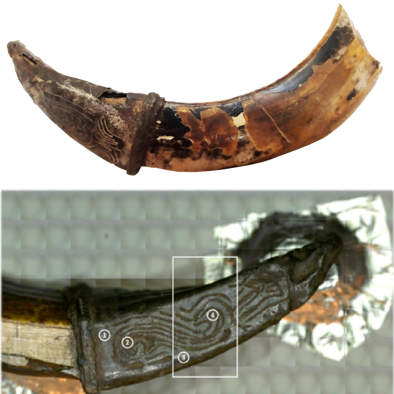 Результаты комплексного исследования уникальной археологической находки из Великого Новгорода – кабаньего клыка в металлической оправе